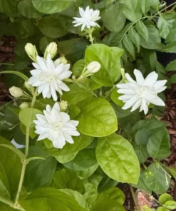Jasmine Belle of India Live Plant - Jasminum Sambac Shrub - Fragrant White Double Flowers - 5-8 Inch Starter - Image 6