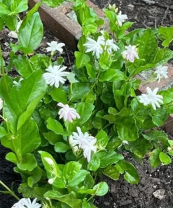 Jasmine Belle of India Live Plant - Jasminum Sambac Shrub - Fragrant White Double Flowers - 5-8 Inch Starter - Image 7
