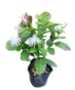 Jasmine Belle of India Live Plant - Jasminum Sambac Shrub - Fragrant White Double Flowers - 5-8 Inch Starter - Image 1