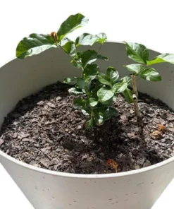 Jasmine Belle of India Live Plant - Jasminum Sambac Shrub - Fragrant White Double Flowers - 5-8 Inch Starter - Image 9