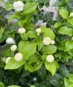 Jasmine Grand Duke of Tuscany Live Plant – Jasminum Sambac – Double White Fragrant Flowers – 5-8 Inch Tall Starter - Image 2