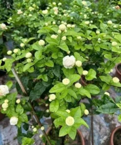 Jasmine Grand Duke of Tuscany Live Plant – Jasminum Sambac – Double White Fragrant Flowers – 5-8 Inch Tall Starter - Image 3