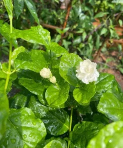 Jasmine Grand Duke of Tuscany Live Plant – Jasminum Sambac – Double White Fragrant Flowers – 5-8 Inch Tall Starter - Image 7