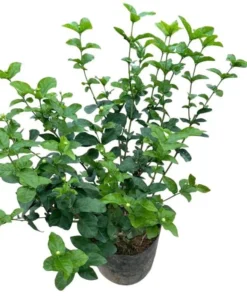 Jasmine Grand Duke of Tuscany Live Plant – Jasminum Sambac – Double White Fragrant Flowers – 5-8 Inch Tall Starter - Image 1