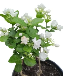 Jasminum Sambac Maid of Orleans Live Plant - 2-Pack, 5-8" Tall, Fragrant White Flowers, Indoor/Outdoor - Image 2
