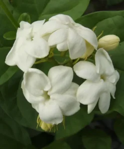 Jasminum Sambac Maid of Orleans Live Plant - 2-Pack, 5-8
