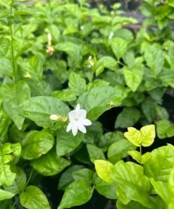 Jasminum Sambac Maid of Orleans Live Plant - 2-Pack, 5-8