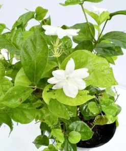 Jasminum Sambac Maid of Orleans Live Plant - 2-Pack, 5-8