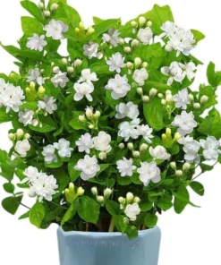 Jasminum Sambac Maid of Orleans Live Plant - 2-Pack, 5-8