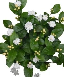 Jasminum Sambac Maid of Orleans Live Plant - 2-Pack, 5-8" Tall, Fragrant White Flowers, Indoor/Outdoor - Image 1