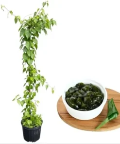 Jelly Vine Tree Live Plant – Rare Tropical Tiliacora Triandra – 3 Gallon Pot – 3 Feet Tall - Image 3