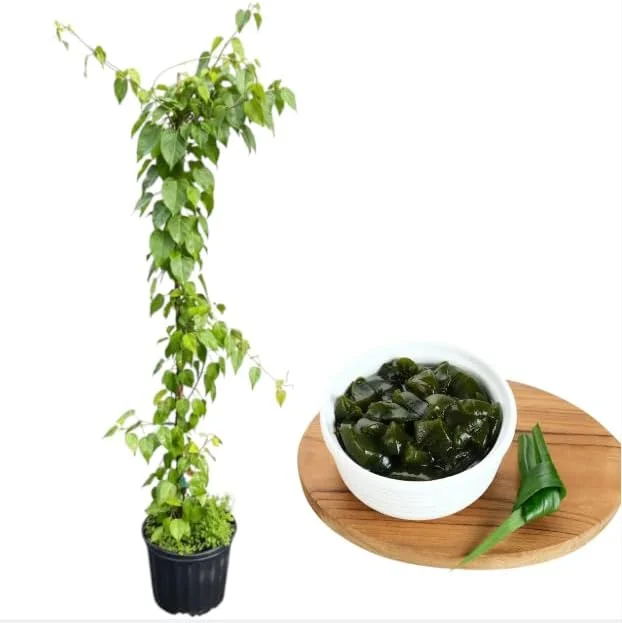 Jelly Vine Tree Live Plant – Rare Tropical Tiliacora Triandra – 3 Gallon Pot – 3 Feet Tall - Image 7