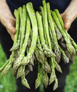 Jersey Supreme Asparagus Bare Roots - 5 Pack, 4-8 Inch Tall, Vegetable Crowns for Planting - Image 1