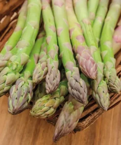 Jersey Supreme Asparagus Bare Roots - 5 Pack, 4-8 Inch Tall, Vegetable Crowns for Planting - Image 3