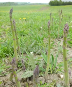 Jersey Supreme Asparagus Bare Roots - 5 Pack, 4-8 Inch Tall, Vegetable Crowns for Planting - Image 4