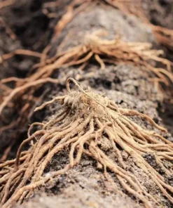 Jersey Supreme Asparagus Bare Roots - 5 Pack, 4-8 Inch Tall, Vegetable Crowns for Planting - Image 5