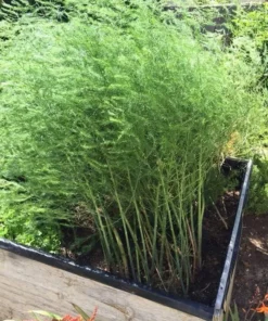 Jersey Supreme Asparagus Bare Roots - 5 Pack, 4-8 Inch Tall, Vegetable Crowns for Planting - Image 8