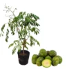 June Plum Tree Live Plant - Spondias Dulcis Tropical Fruit Tree 2-3 Ft Tall in 3 Gal Pot - Image 1