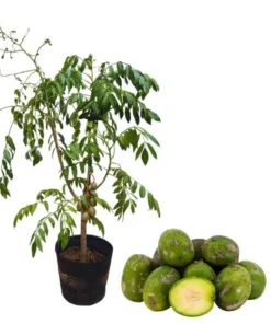 June Plum Tree Live Plant - Spondias Dulcis Tropical Fruit Tree 2-3 Ft Tall in 3 Gal Pot - Image 1