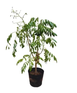 June Plum Tree Live Plant - Spondias Dulcis Tropical Fruit Tree 2-3 Ft Tall in 3 Gal Pot - Image 2