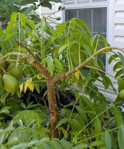 June Plum Tree Live Plant - Spondias Dulcis Tropical Fruit Tree 2-3 Ft Tall in 3 Gal Pot - Image 4