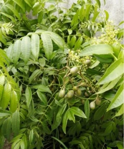 June Plum Tree Live Plant - Spondias Dulcis Tropical Fruit Tree 2-3 Ft Tall in 3 Gal Pot - Image 5