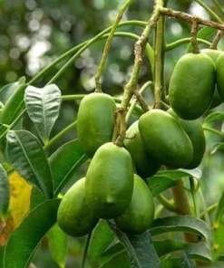 June Plum Tree Live Plant - Spondias Dulcis Tropical Fruit Tree 2-3 Ft Tall in 3 Gal Pot - Image 6