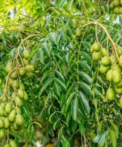 June Plum Tree Live Plant - Spondias Dulcis Tropical Fruit Tree 2-3 Ft Tall in 3 Gal Pot - Image 7