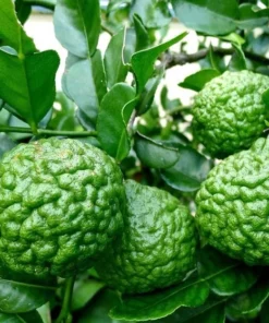 Kaffir Lime Tree Live Plant Thai Lemon 4-5 Ft Tall 5 Gallon Pot - Image 2