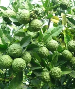 Kaffir Lime Tree Live Plant Thai Lemon 4-5 Ft Tall 5 Gallon Pot - Image 3