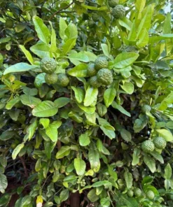 Kaffir Lime Tree Live Plant Thai Lemon 4-5 Ft Tall 5 Gallon Pot - Image 4