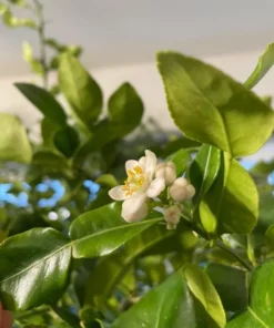 Kaffir Lime Tree Live Plant Thai Lemon 4-5 Ft Tall 5 Gallon Pot - Image 5