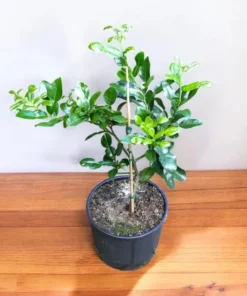 Kaffir Lime Tree Live Plant Thai Lemon 4-5 Ft Tall 5 Gallon Pot - Image 6