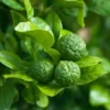 Kaffir Lime Tree Live Plant Thai Lemon 4-5 Ft Tall 5 Gallon Pot - Image 1