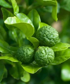 Kaffir Lime Tree Live Plant Thai Lemon 4-5 Ft Tall 5 Gallon Pot - Image 1