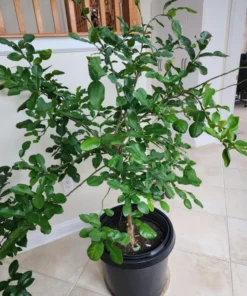 Kaffir Lime Tree Live Plant Thai Lemon 4-5 Ft Tall 5 Gallon Pot - Image 7