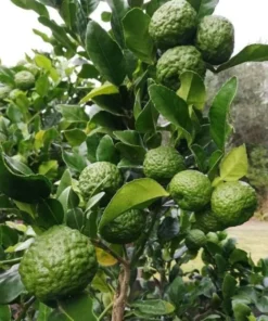 Kaffir Lime Tree Live Plant Thai Lemon 4-5 Ft Tall 5 Gallon Pot - Image 8