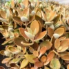 Kalanchoe Orgyalis 'Copper Spoons' Succulent Live Plant, 2 Inch Pot - Image 1