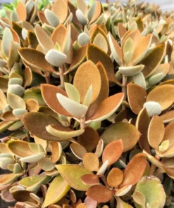Kalanchoe Orgyalis 'Copper Spoons' Succulent Live Plant, 2 Inch Pot - Image 1