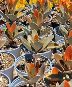 Kalanchoe Orgyalis 'Copper Spoons' Succulent Live Plant, 2 Inch Pot - Image 3