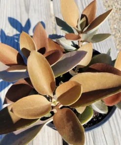 Kalanchoe Orgyalis 'Copper Spoons' Succulent Live Plant - 4 Inch Starter - Image 3