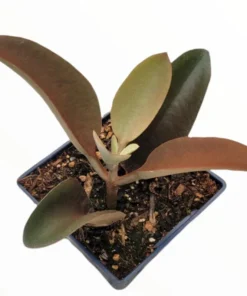 Kalanchoe Orgyalis 'Copper Spoons' Succulent Live Plant - 4 Inch Starter - Image 5