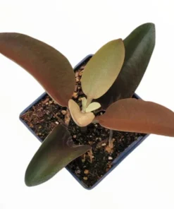 Kalanchoe Orgyalis 'Copper Spoons' Succulent Live Plant - 4 Inch Starter - Image 6