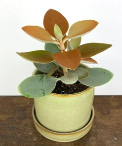 Kalanchoe Orgyalis 'Copper Spoons' Succulent Live Plant - 4 Inch Starter - Image 1