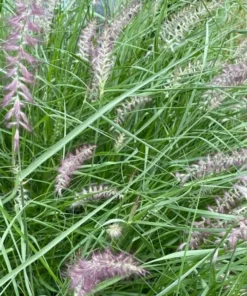 Karley Rose Fountain Grass Live Plant - Pink Pennisetum Orientale - Perennial, 5-8 Inch Tall - Image 10