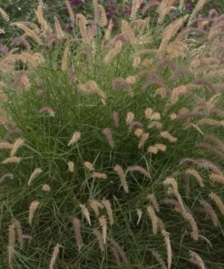 Karley Rose Fountain Grass Live Plant - Pink Pennisetum Orientale - Perennial, 5-8 Inch Tall - Image 2