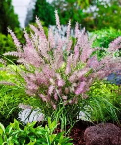 Karley Rose Fountain Grass Live Plant - Pink Pennisetum Orientale - Perennial, 5-8 Inch Tall - Image 3