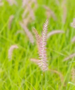 Karley Rose Fountain Grass Live Plant - Pink Pennisetum Orientale - Perennial, 5-8 Inch Tall - Image 5