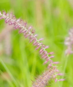Karley Rose Fountain Grass Live Plant - Pink Pennisetum Orientale - Perennial, 5-8 Inch Tall - Image 6