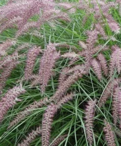 Karley Rose Fountain Grass Live Plant - Pink Pennisetum Orientale - Perennial, 5-8 Inch Tall - Image 7